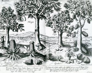 Tropiske frugttræer, 1596